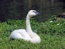 Trumpeter Swan (WWT Slimbridge July 2012) - pic by Nigel Key